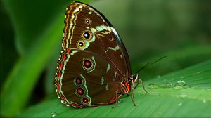 Preview wallpaper butterfly, grass, surface, wings, patterns