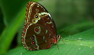 Preview wallpaper butterfly, grass, surface, wings, patterns