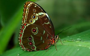 Preview wallpaper butterfly, grass, surface, wings, patterns