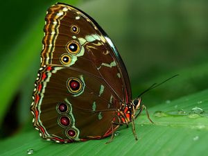 Preview wallpaper butterfly, grass, surface, wings, patterns