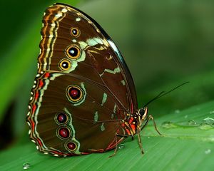 Preview wallpaper butterfly, grass, surface, wings, patterns