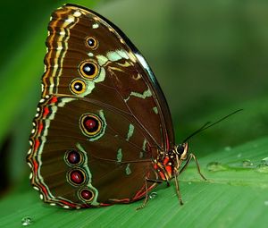 Preview wallpaper butterfly, grass, surface, wings, patterns