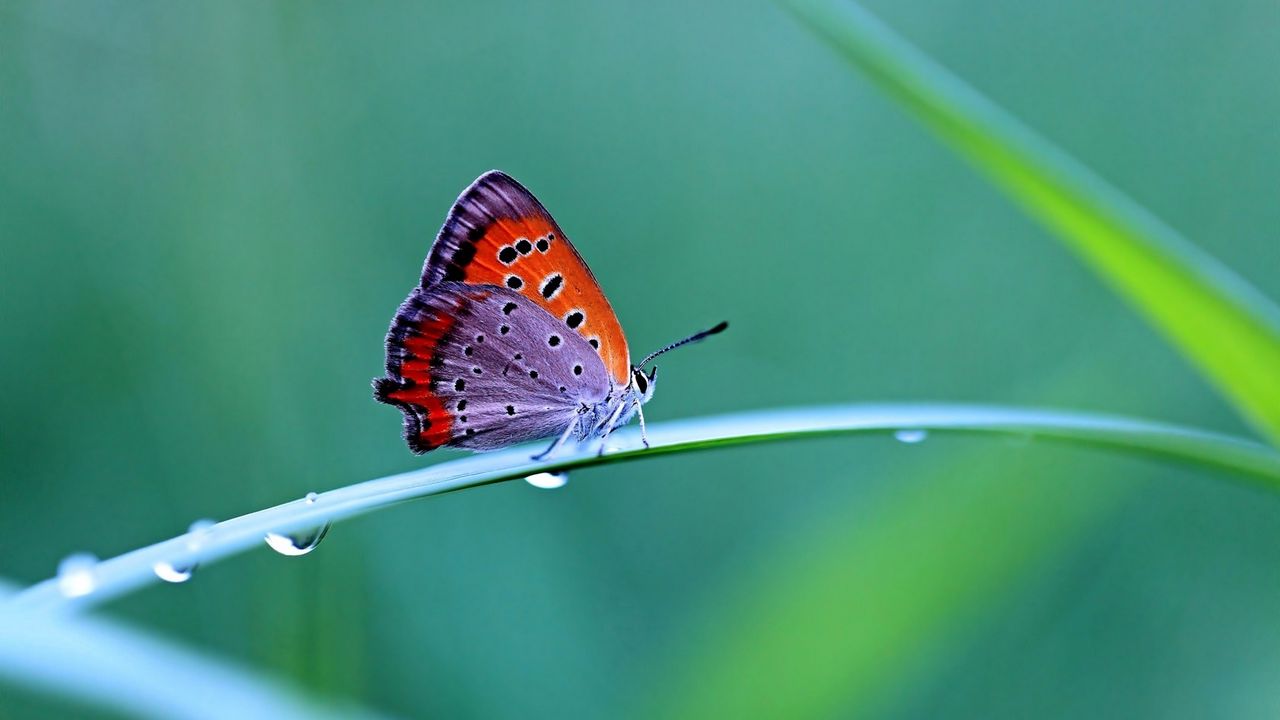 Wallpaper butterfly, grass, wings, beautiful