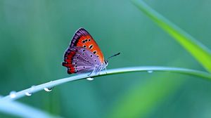 Preview wallpaper butterfly, grass, wings, beautiful
