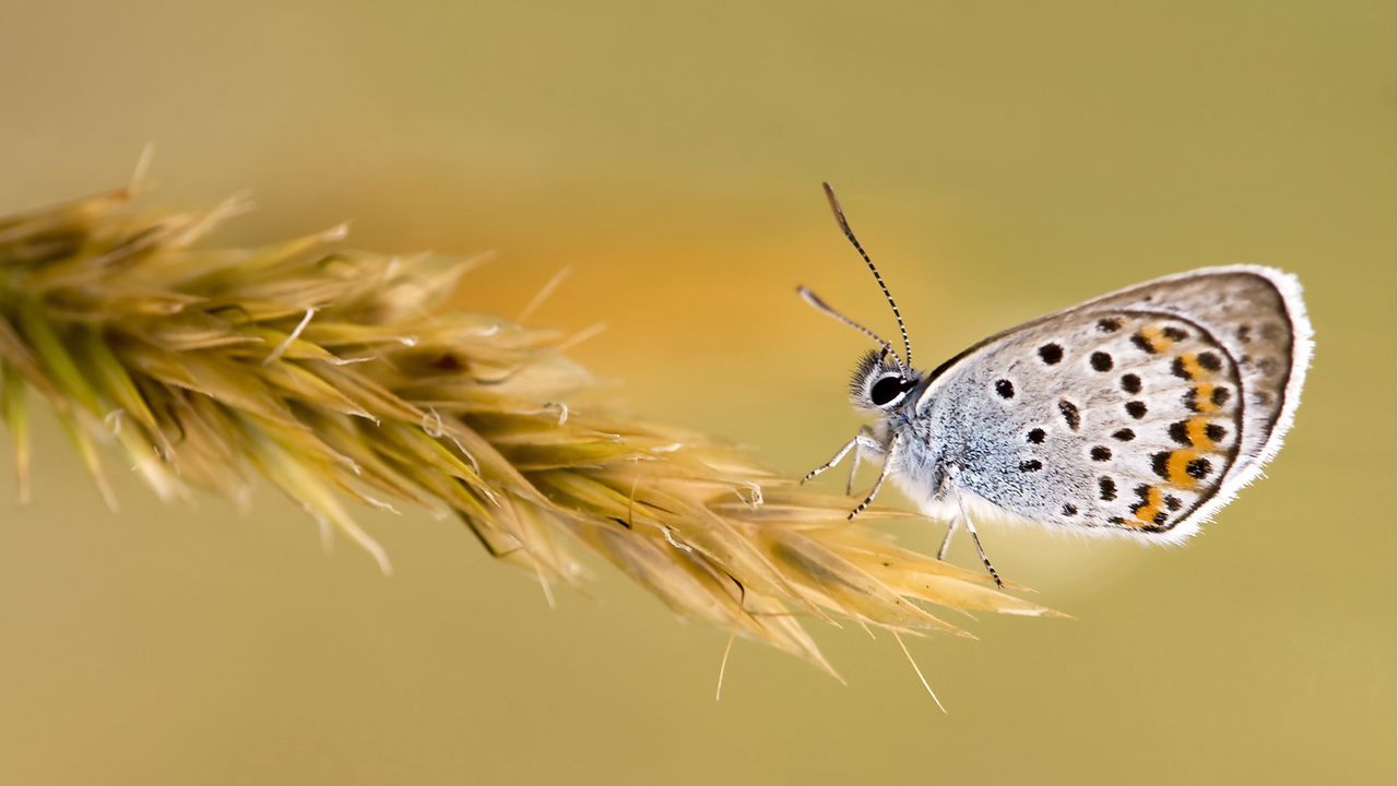 Wallpaper butterfly, grass, wings, patterns