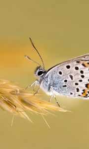 Preview wallpaper butterfly, grass, wings, patterns