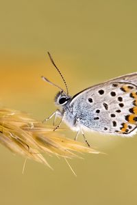 Preview wallpaper butterfly, grass, wings, patterns