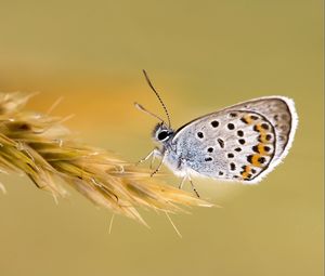 Preview wallpaper butterfly, grass, wings, patterns