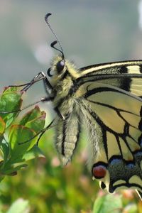 Preview wallpaper butterfly, grass, wings, patterns