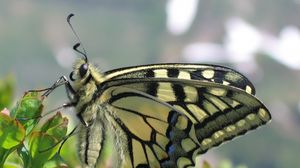 Preview wallpaper butterfly, grass, wings, patterns