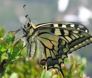 Preview wallpaper butterfly, grass, wings, patterns