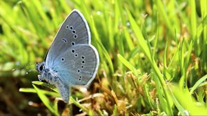 Preview wallpaper butterfly, grass, wings