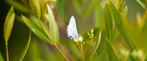 Preview wallpaper butterfly, grass, wings