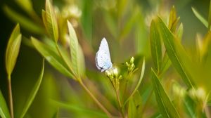 Preview wallpaper butterfly, grass, wings