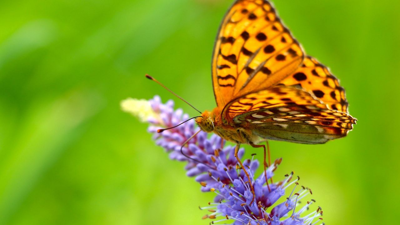 Wallpaper butterfly, grass, wings