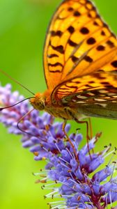 Preview wallpaper butterfly, grass, wings