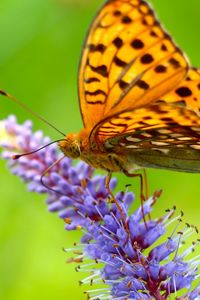 Preview wallpaper butterfly, grass, wings