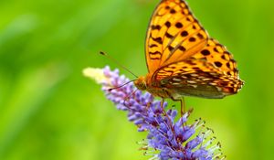 Preview wallpaper butterfly, grass, wings