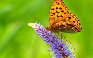 Preview wallpaper butterfly, grass, wings