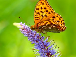 Preview wallpaper butterfly, grass, wings