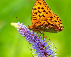 Preview wallpaper butterfly, grass, wings