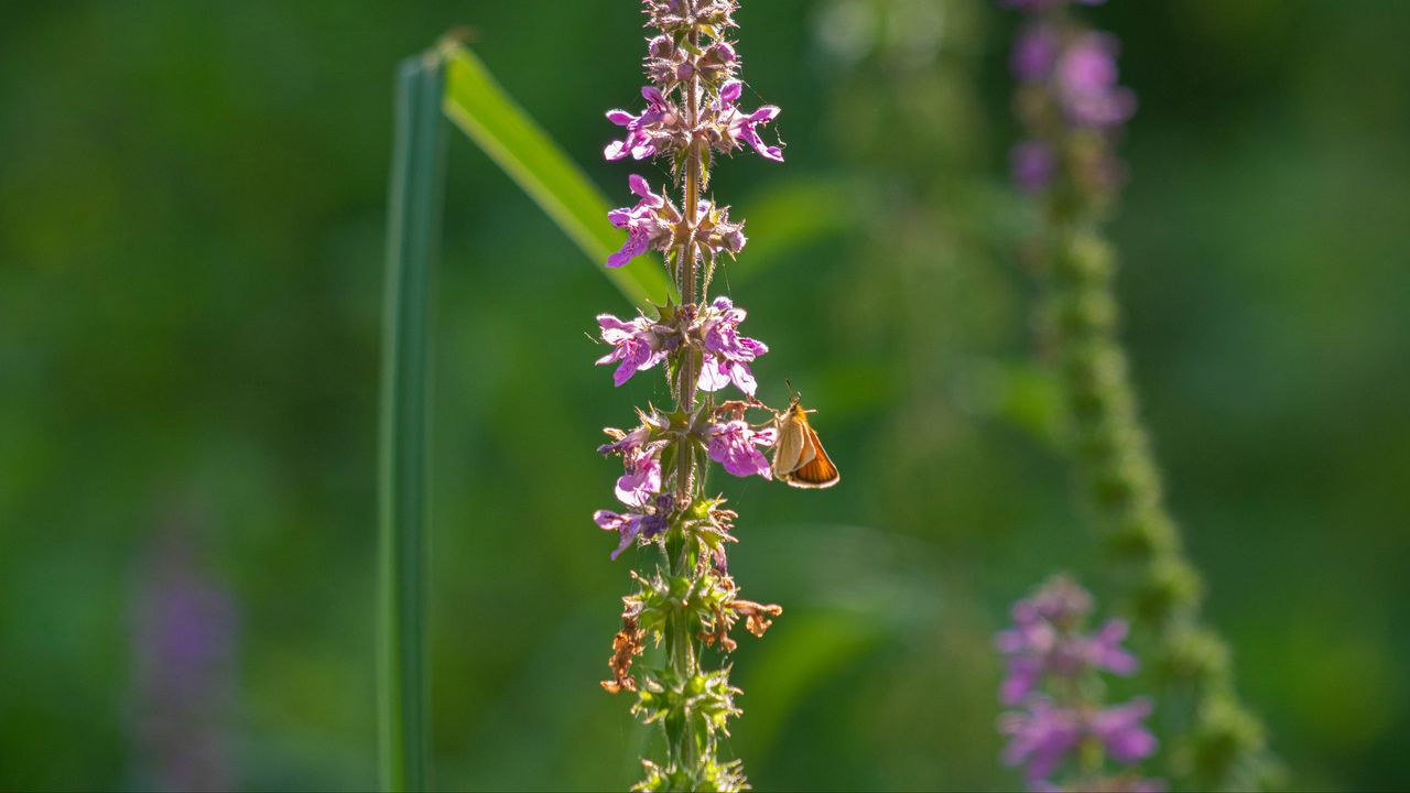 Wallpaper butterfly, inflorescence, flowers, macro