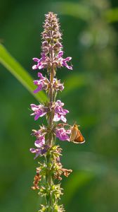 Preview wallpaper butterfly, inflorescence, flowers, macro