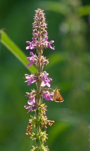 Preview wallpaper butterfly, inflorescence, flowers, macro