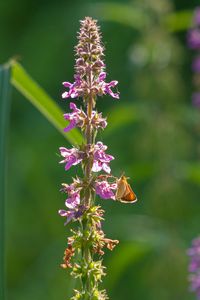 Preview wallpaper butterfly, inflorescence, flowers, macro