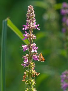 Preview wallpaper butterfly, inflorescence, flowers, macro