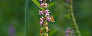 Preview wallpaper butterfly, inflorescence, flowers, macro