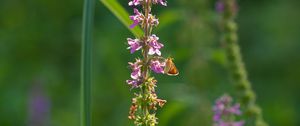 Preview wallpaper butterfly, inflorescence, flowers, macro