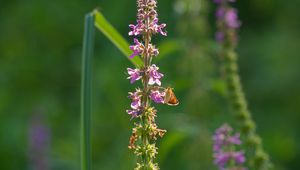 Preview wallpaper butterfly, inflorescence, flowers, macro