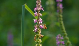 Preview wallpaper butterfly, inflorescence, flowers, macro