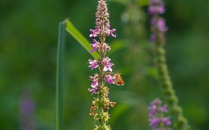 Preview wallpaper butterfly, inflorescence, flowers, macro