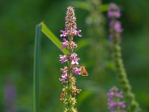 Preview wallpaper butterfly, inflorescence, flowers, macro