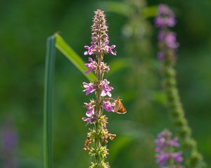 Preview wallpaper butterfly, inflorescence, flowers, macro