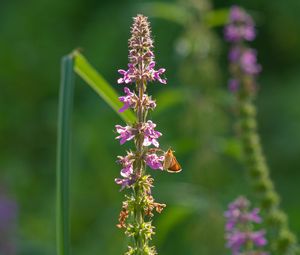 Preview wallpaper butterfly, inflorescence, flowers, macro