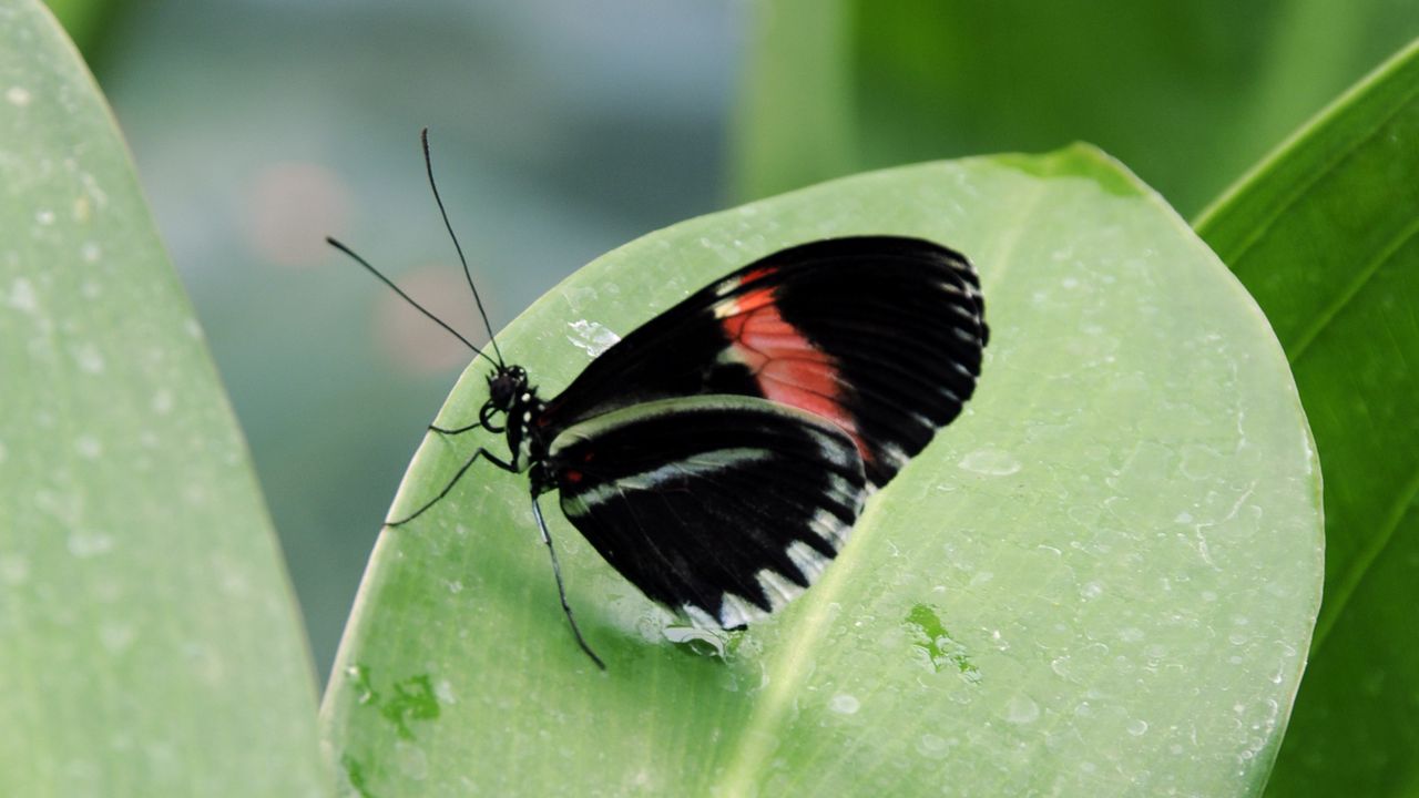 Wallpaper butterfly, insect, black, leaf, plant