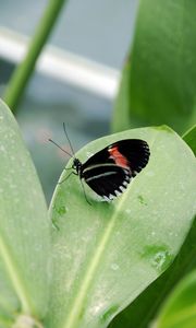 Preview wallpaper butterfly, insect, black, leaf, plant