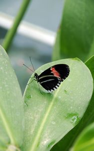 Preview wallpaper butterfly, insect, black, leaf, plant