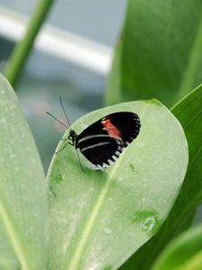 Preview wallpaper butterfly, insect, black, leaf, plant