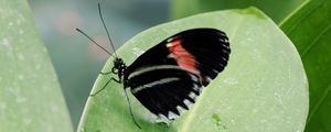 Preview wallpaper butterfly, insect, black, leaf, plant