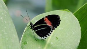 Preview wallpaper butterfly, insect, black, leaf, plant