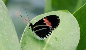 Preview wallpaper butterfly, insect, black, leaf, plant