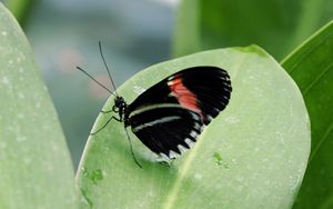 Preview wallpaper butterfly, insect, black, leaf, plant