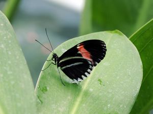 Preview wallpaper butterfly, insect, black, leaf, plant