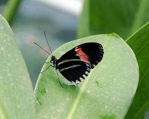 Preview wallpaper butterfly, insect, black, leaf, plant