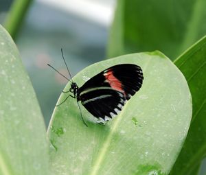 Preview wallpaper butterfly, insect, black, leaf, plant