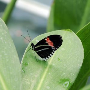 Preview wallpaper butterfly, insect, black, leaf, plant